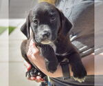 Small #2 Sheprador