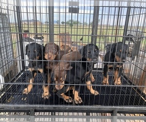 Doberman Pinscher Puppy for Sale in LYFORD, Texas USA