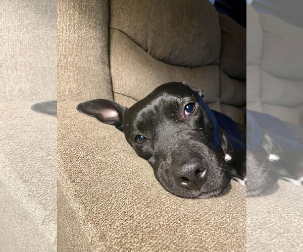 Medium Photo #4 American Pit Bull Terrier-Unknown Mix Puppy For Sale in Chandler, AZ, USA