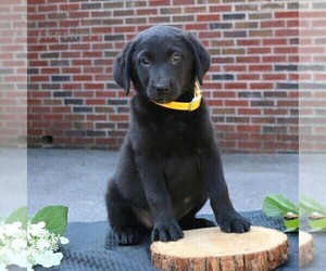 Labrador Retriever Puppy for sale in NEW HOLLAND, PA, USA