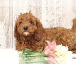 Small Photo #6 Cavapoo Puppy For Sale in SHILOH, OH, USA