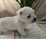 Puppy Puppy 1 West Highland White Terrier
