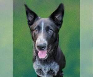 Maeve - Female Border Collie-Unknown Mix Dog for Adoption - Photo #2