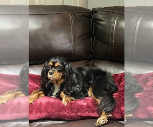 Cavalier King Charles Spaniel Dogs for adoption in AUSTIN, TX, USA