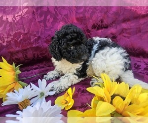Poodle (Toy) Puppy for sale in NORTH VERNON, IN, USA