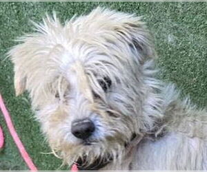 Mutt Dogs for adoption in Lake Forest, CA, USA
