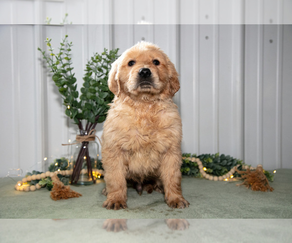 Medium Photo #3 Golden Retriever Puppy For Sale in HOLMESVILLE, OH, USA