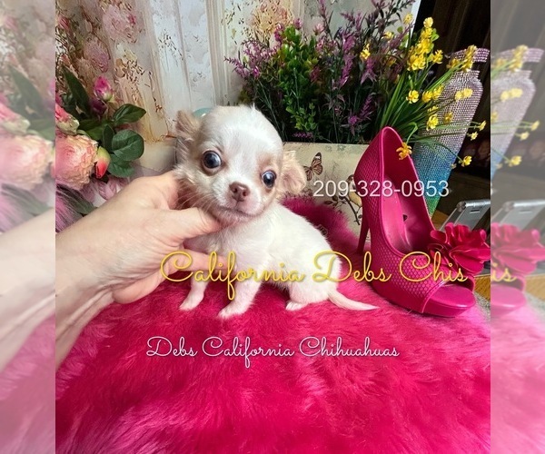 Medium Photo #3 Chihuahua Puppy For Sale in TRACY, CA, USA