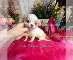 Small #2 Chihuahua