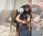 Small #5 Miniature Pinscher