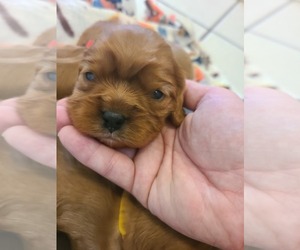 Cavalier King Charles Spaniel Puppy for sale in DALLAS, OR, USA