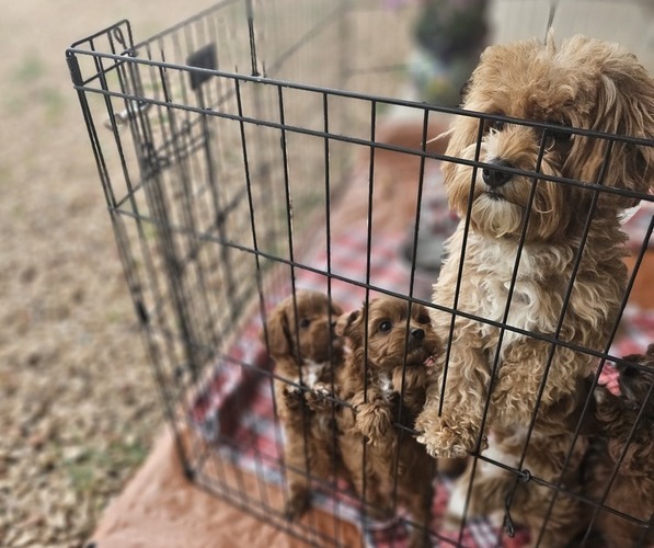 Medium Photo #1 Cavachon-Poodle (Toy) Mix Puppy For Sale in CHINO VALLEY, AZ, USA