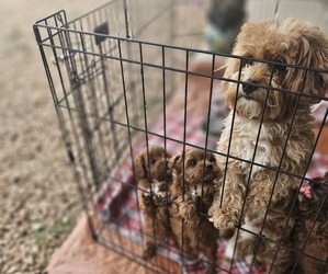 Cavachon-Poodle (Toy) Mix Puppy for Sale in CHINO VALLEY, Arizona USA
