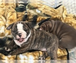 Small Photo #6 Bulldog Puppy For Sale in MIDDLETOWN, DE, USA