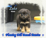 Small Miniature Australian Shepherd