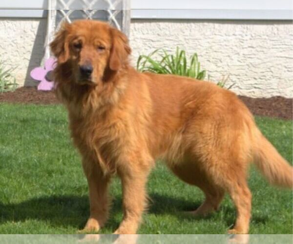 Medium Photo #1 Golden Retriever Puppy For Sale in NEW HOLLAND, PA, USA