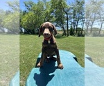 Small #13 Doberman Pinscher