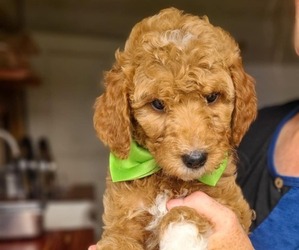 Poodle (Standard) Puppy for sale in WAGENER, SC, USA