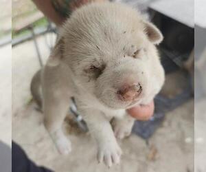 Mutt Dogs for adoption in San Antonio, TX, USA