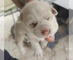 Small Mutt