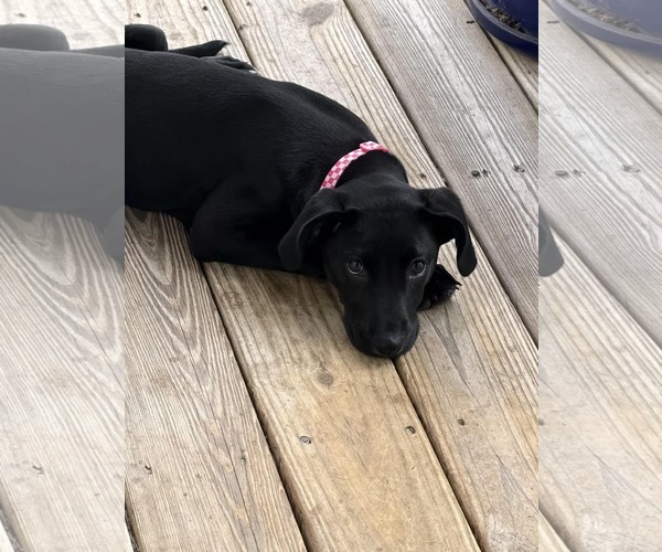 Medium Photo #2 Mutt Puppy For Sale in Mount Pleasant, SC, USA