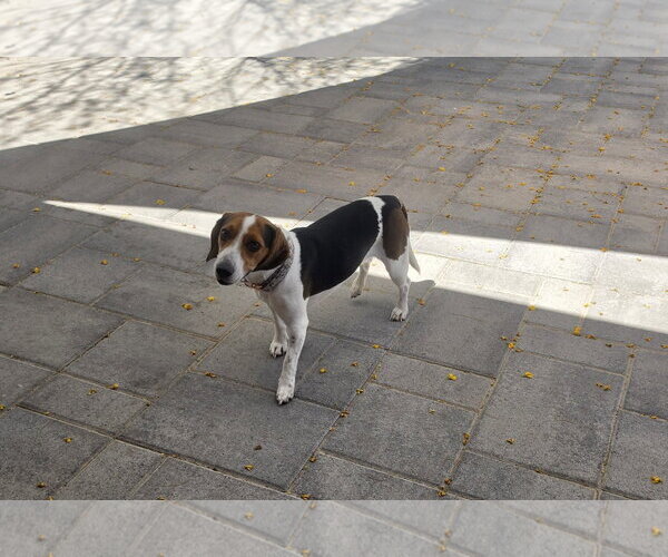 Medium Photo #7 Beagle Puppy For Sale in Las Vegas, NV, USA
