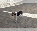 Small #6 Beagle