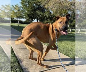 Scooby - Male Mutt Dog for Adoption - Photo #3