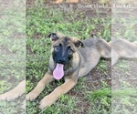 Small Photo #7 Malinois Puppy For Sale in GROVE, OK, USA