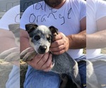 Small Photo #8 Australian Cattle Dog Puppy For Sale in CHAUNCEY, GA, USA