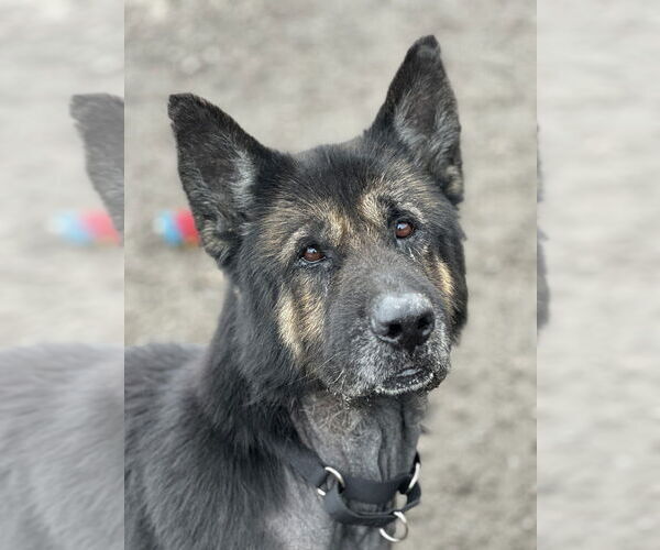 Medium Photo #9 Mutt Puppy For Sale in Elmsford, NY, USA