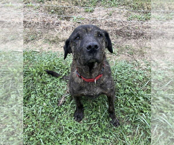 Medium Photo #2 Mutt Puppy For Sale in Osgood, IN, USA