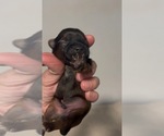 Small Shorkie Tzu