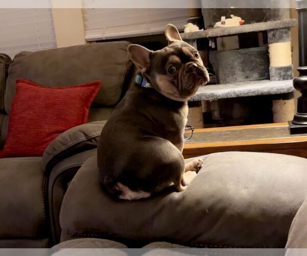 Medium Photo #4 French Bulldog Puppy For Sale in Carrollton, TX, USA