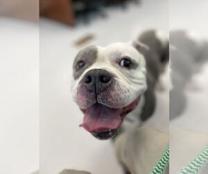 American Pit Bull Terrier-Unknown Mix Dogs for adoption in Virginia Beach, VA, USA