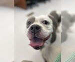Small American Pit Bull Terrier Mix