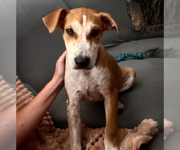 Medium Photo #1 Mutt Puppy For Sale in Chester, VA, USA