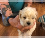 Small Photo #1 Maltipoo Puppy For Sale in WETUMPKA, AL, USA