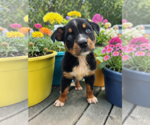 Small #1 Mutt