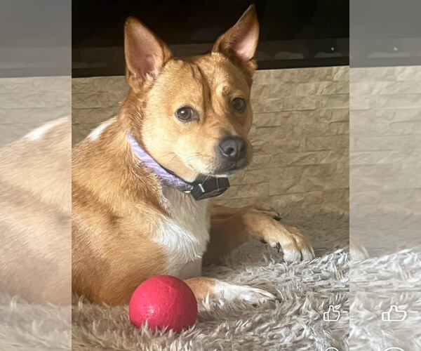 Medium Photo #3 Mutt Puppy For Sale in Oakhurst, NJ, USA