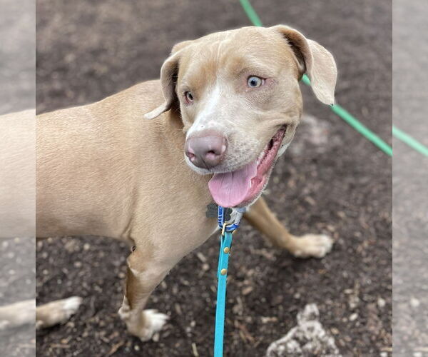 Medium Photo #4 American Pit Bull Terrier-Golden Retriever Mix Puppy For Sale in Techny, IL, USA