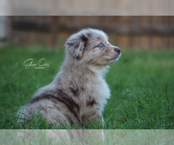 Medium Photo #5 Miniature Australian Shepherd Puppy For Sale in HOUSTON, TX, USA