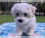 Small #5 Maltese