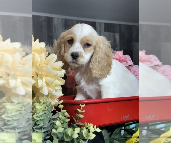 Medium Photo #6 Cocker Spaniel Puppy For Sale in CANOGA, NY, USA