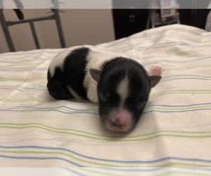 Morkie-Yorkshire Terrier Mix Puppy for sale in BROCKTON, MA, USA