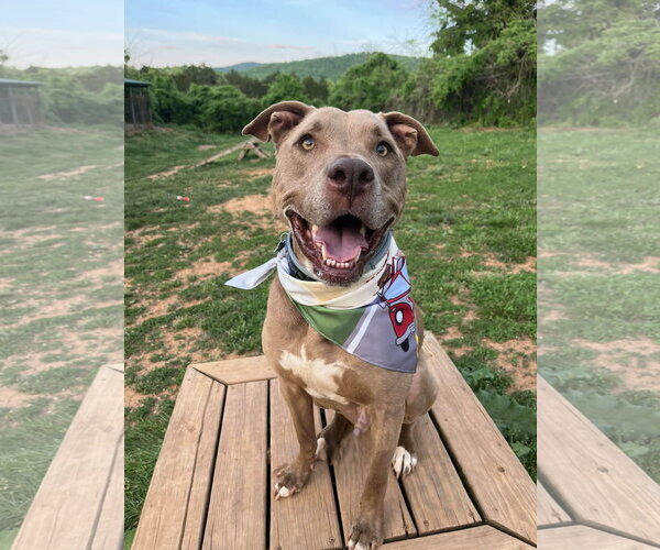 Medium Photo #5 Mutt Puppy For Sale in Monterey, VA, USA