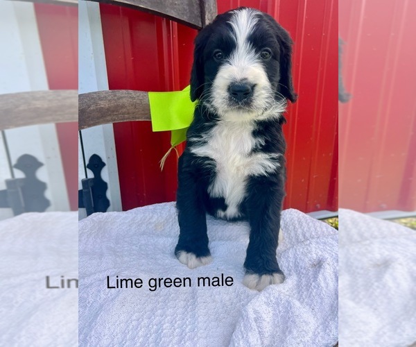 Medium Photo #5 Bernedoodle Puppy For Sale in SPENCER, IN, USA
