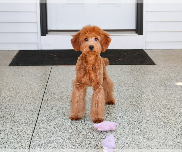 Medium Photo #4 Goldendoodle Puppy For Sale in SYRACUSE, IN, USA
