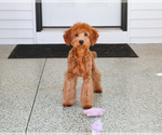 Small #3 Goldendoodle