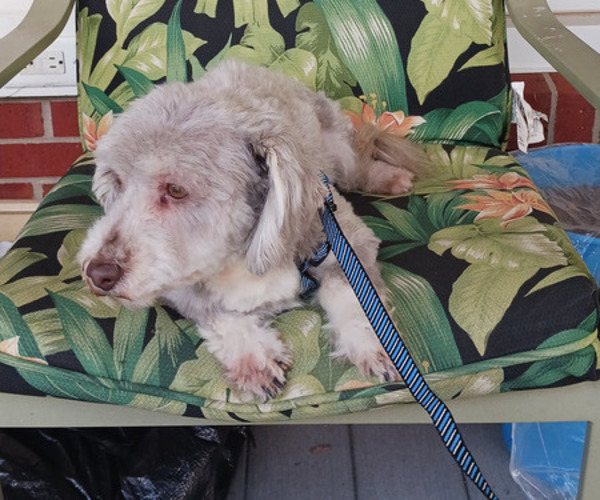 Medium Photo #1 Havanese Puppy For Sale in WINSTON SALEM, NC, USA